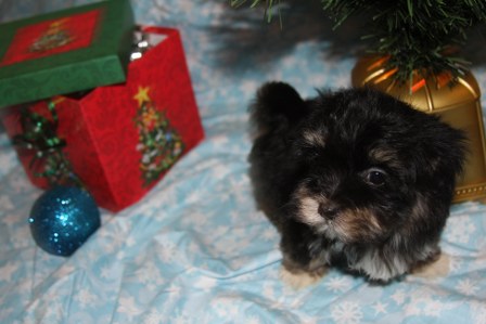 havanese-puppies